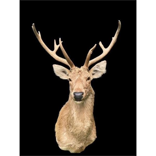 Monster Size Texas BARASINGHA or SWAMP DEER Shoulder Mount with 6 x 5 Antlers