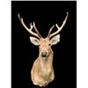 Image 1 : Monster Size Texas BARASINGHA or SWAMP DEER Shoulder Mount with 6 x 5 Antlers