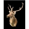 Image 2 : Monster Size Texas BARASINGHA or SWAMP DEER Shoulder Mount with 6 x 5 Antlers