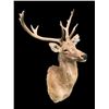 Image 3 : Monster Size Texas BARASINGHA or SWAMP DEER Shoulder Mount with 6 x 5 Antlers