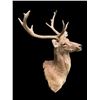 Image 4 : Monster Size Texas BARASINGHA or SWAMP DEER Shoulder Mount with 6 x 5 Antlers