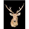 Image 5 : Monster Size Texas BARASINGHA or SWAMP DEER Shoulder Mount with 6 x 5 Antlers