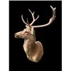 Image 6 : Monster Size Texas BARASINGHA or SWAMP DEER Shoulder Mount with 6 x 5 Antlers