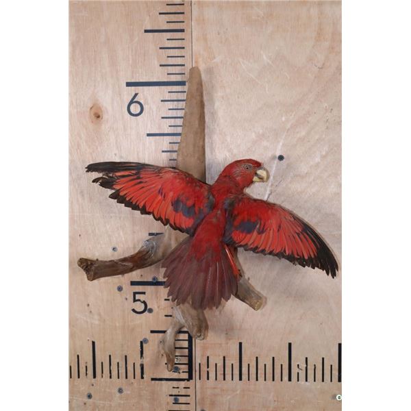 "Flying" RED LORY PARROT on a Driftwood Wall Hanging Base