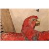 Image 5 : "Flying" RED LORY PARROT on a Driftwood Wall Hanging Base