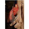 Image 7 : "Flying" RED LORY PARROT on a Driftwood Wall Hanging Base