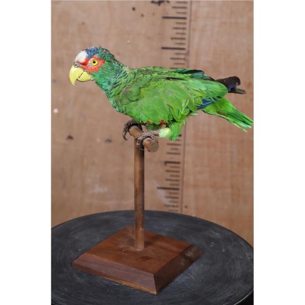 WHITE-FRONTED AMAZON PARROT Perched on a Wood Stand