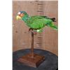 Image 1 : WHITE-FRONTED AMAZON PARROT Perched on a Wood Stand
