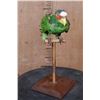 Image 2 : WHITE-FRONTED AMAZON PARROT Perched on a Wood Stand