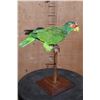 Image 3 : WHITE-FRONTED AMAZON PARROT Perched on a Wood Stand
