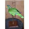 Image 5 : WHITE-FRONTED AMAZON PARROT Perched on a Wood Stand