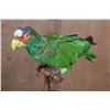 Image 6 : WHITE-FRONTED AMAZON PARROT Perched on a Wood Stand