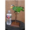 Image 7 : WHITE-FRONTED AMAZON PARROT Perched on a Wood Stand