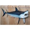 Image 2 : Reproduction SHORTFIN MAKO SHARK with *Real* Jaws and Teeth