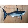 Image 3 : Reproduction SHORTFIN MAKO SHARK with *Real* Jaws and Teeth