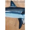 Image 6 : Reproduction SHORTFIN MAKO SHARK with *Real* Jaws and Teeth