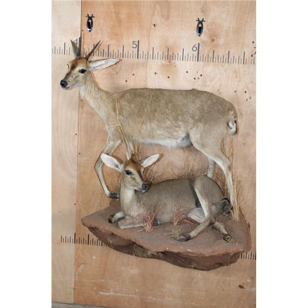 2 Life-sized COMMON DUIKER (Male and Female) on a Rock Wall Base