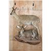 Image 1 : 2 Life-sized COMMON DUIKER (Male and Female) on a Rock Wall Base