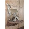 Image 2 : 2 Life-sized COMMON DUIKER (Male and Female) on a Rock Wall Base