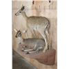 Image 3 : 2 Life-sized COMMON DUIKER (Male and Female) on a Rock Wall Base