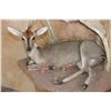 Image 4 : 2 Life-sized COMMON DUIKER (Male and Female) on a Rock Wall Base
