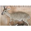 Image 5 : 2 Life-sized COMMON DUIKER (Male and Female) on a Rock Wall Base