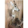 Image 6 : 2 Life-sized COMMON DUIKER (Male and Female) on a Rock Wall Base