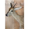Image 7 : 2 Life-sized COMMON DUIKER (Male and Female) on a Rock Wall Base