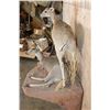 Image 8 : 2 Life-sized COMMON DUIKER (Male and Female) on a Rock Wall Base