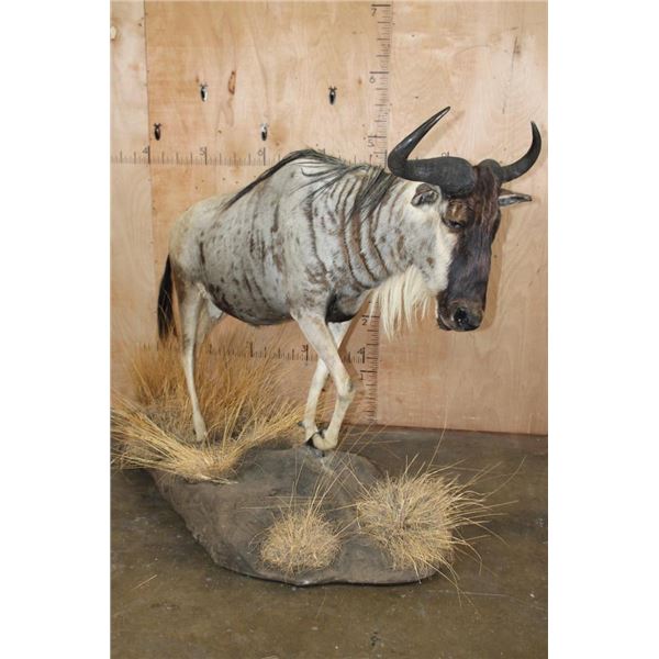 Life-sized BLUE WILDEBEEST on a Decorative Base with Wheels