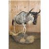 Image 1 : Life-sized BLUE WILDEBEEST on a Decorative Base with Wheels
