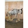 Image 2 : Life-sized BLUE WILDEBEEST on a Decorative Base with Wheels
