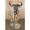 Image 3 : Life-sized BLUE WILDEBEEST on a Decorative Base with Wheels