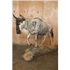 Image 4 : Life-sized BLUE WILDEBEEST on a Decorative Base with Wheels