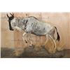 Image 5 : Life-sized BLUE WILDEBEEST on a Decorative Base with Wheels