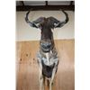 Image 6 : Life-sized BLUE WILDEBEEST on a Decorative Base with Wheels
