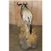 Image 7 : Life-sized BLUE WILDEBEEST on a Decorative Base with Wheels