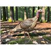 Image 1 : Life-sized RIO GRANDE TURKEY Mounted on a Natural Base