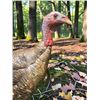 Image 2 : Life-sized RIO GRANDE TURKEY Mounted on a Natural Base