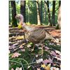 Image 3 : Life-sized RIO GRANDE TURKEY Mounted on a Natural Base