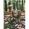 Image 4 : Life-sized RIO GRANDE TURKEY Mounted on a Natural Base