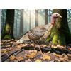 Image 6 : Life-sized RIO GRANDE TURKEY Mounted on a Natural Base