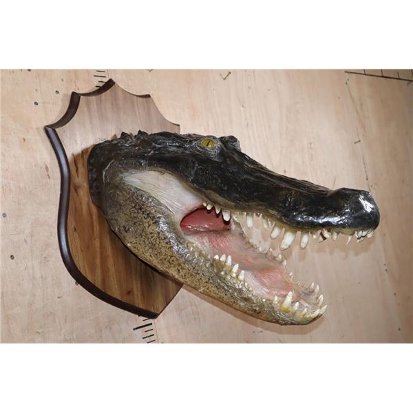 XXL *Real Skin* ALLIGATOR Head on a Wood Plaque