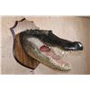 Image 1 : XXL *Real Skin* ALLIGATOR Head on a Wood Plaque