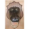 Image 2 : XXL *Real Skin* ALLIGATOR Head on a Wood Plaque