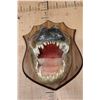 Image 3 : XXL *Real Skin* ALLIGATOR Head on a Wood Plaque