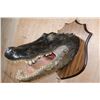 Image 5 : XXL *Real Skin* ALLIGATOR Head on a Wood Plaque