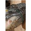 Image 6 : XXL *Real Skin* ALLIGATOR Head on a Wood Plaque