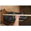 Image 7 : XXL *Real Skin* ALLIGATOR Head on a Wood Plaque