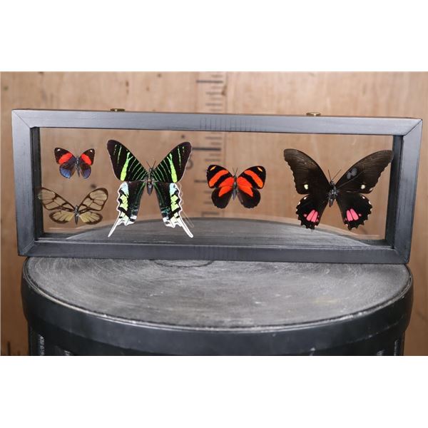 *Brand New* 5 BUTTERFLY Collection in a Glass Display